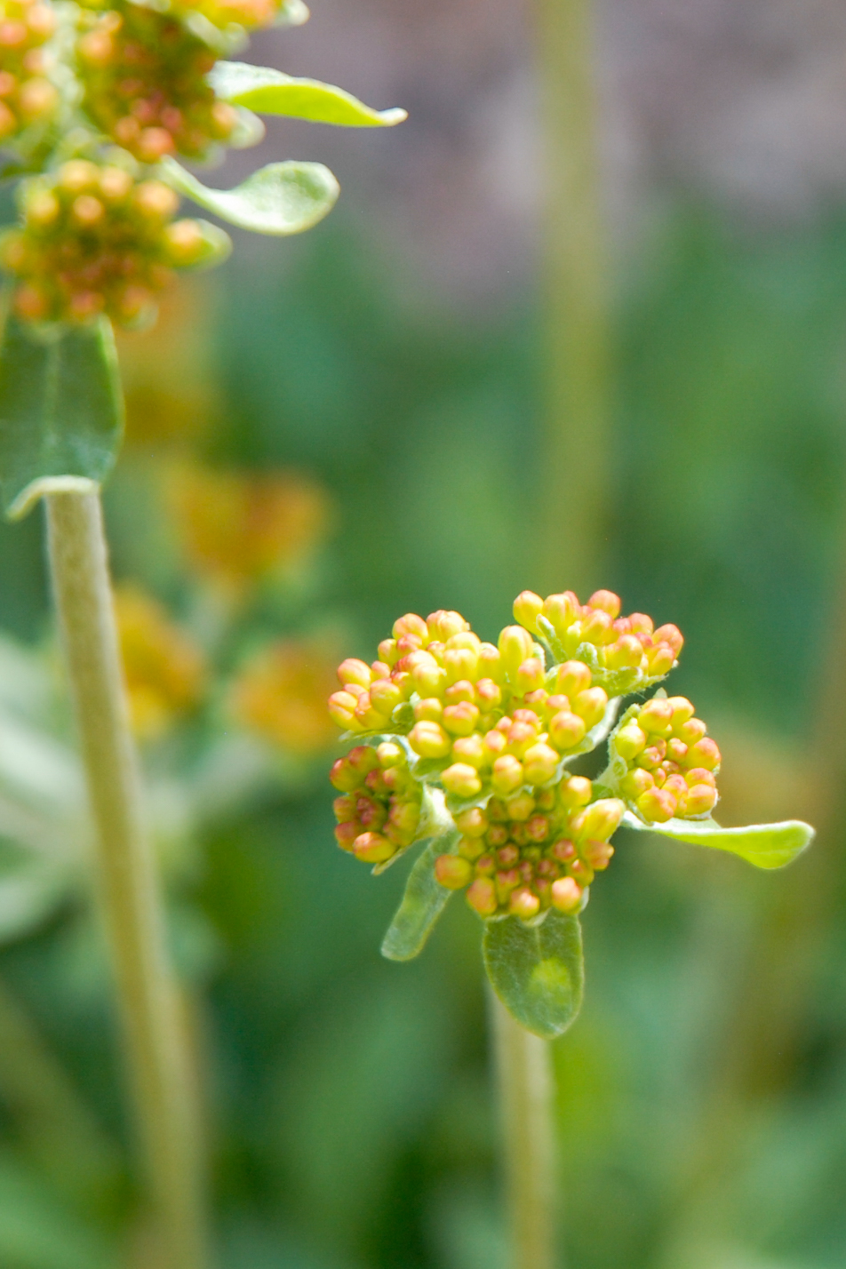 Kannah Creek Buckwheat